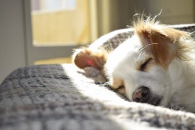 Closeup Photography of Adult Short-coated Tan and White Dog Sleeping