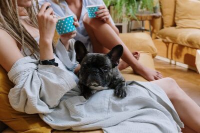 French Bulldog with owners