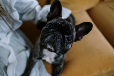 French Bulldog Looking Up