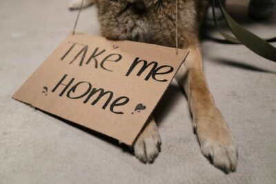 Homeless Dog with a Message on a Cardboard