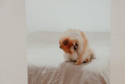 Pomeranian on the Bed