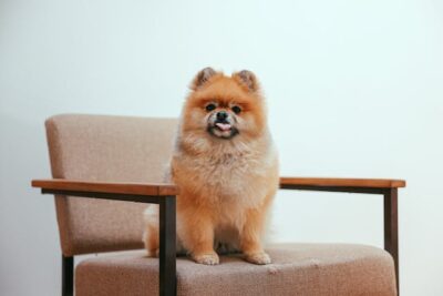 Pomeranian Puppy Sitting on Brown Wooden Chair