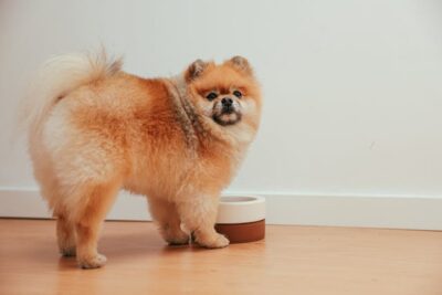 Pomeranian Puppy with Water Bowl