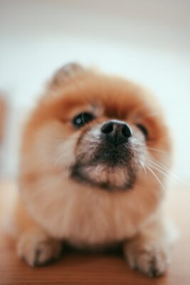 Close-up of a Pomeranian's Snout
