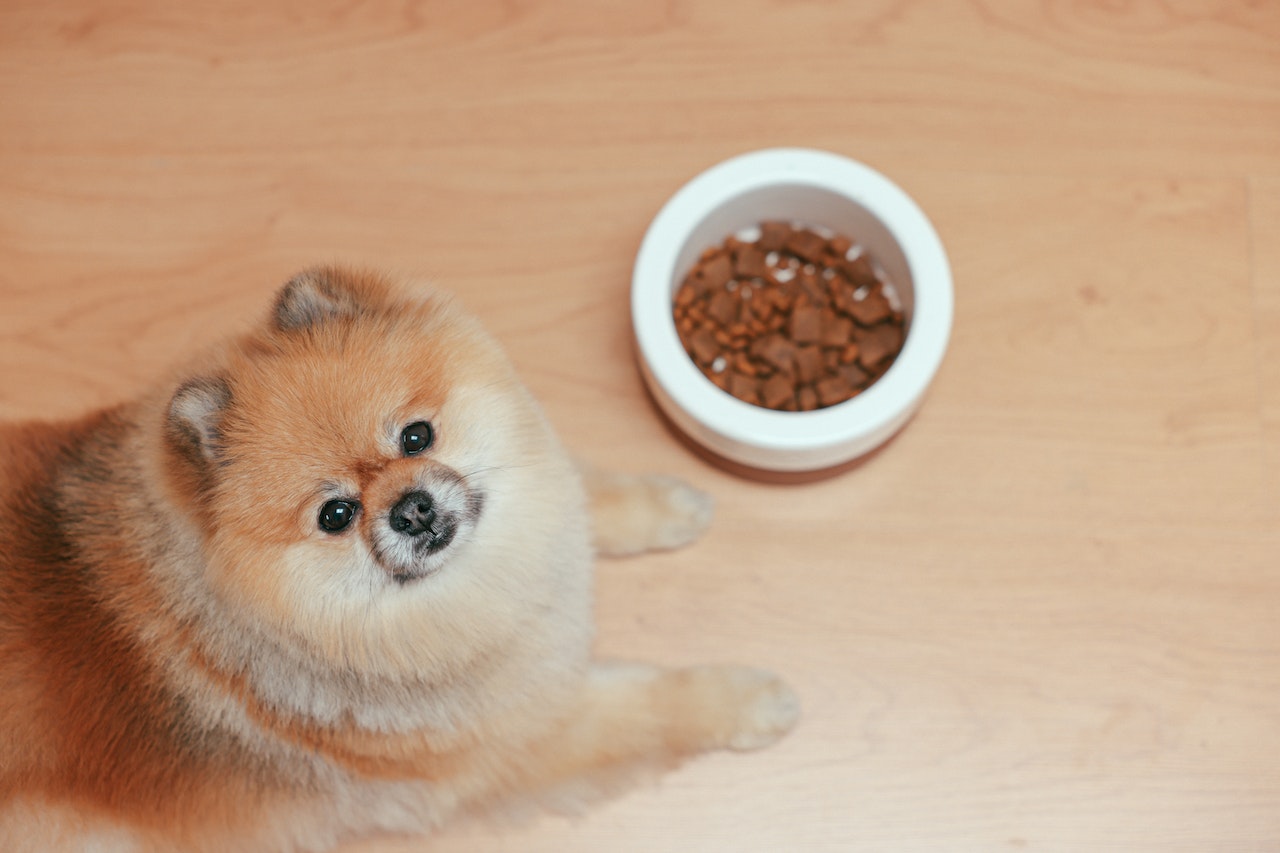 Understanding Dog Nutrition Labels