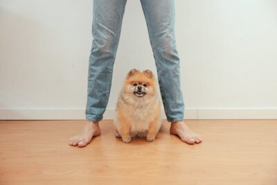 Pomeranian Dog Sitting under a Person Wearing Denim Pants
