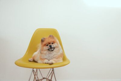 Pomeranian Dog Lying on a Yellow Chair