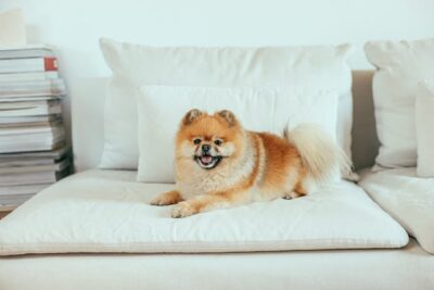 Brown Pomeranian on White Couch