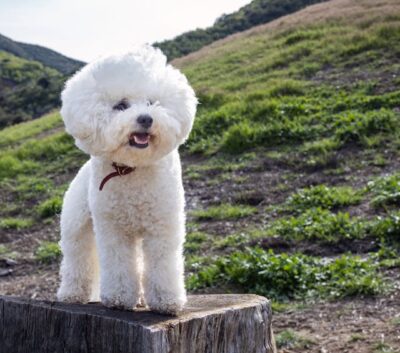 Bichon Frise Standing on a Tree Trunk