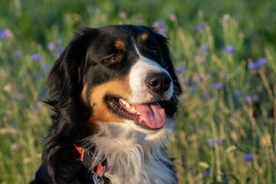 Close-Up Shot of a Bernese Mountain Dog
