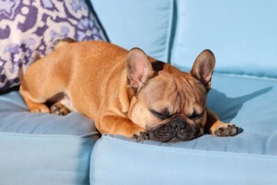 Small Dog Sleeping on a Blue Sofa