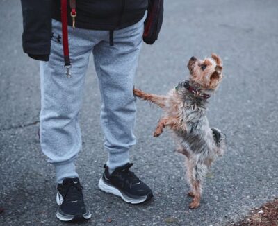 owner with its yorkie