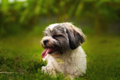 Shih Tzu on the grass