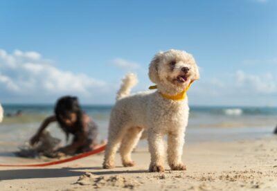 Photo of Toy Poodle at the Beach