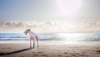 Dog on Shore with tennis ball