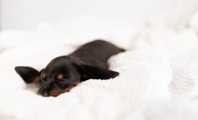 Dachshund puppy sleeping on white cozy bed