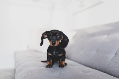 Friendly black Dachshund puppy on soft couch