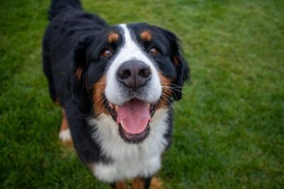 Tricolor Bernese Mountain Dog on Green Grass Field
