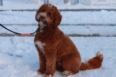 A Labradoodle on the Snow