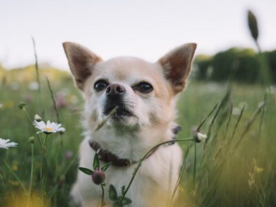 Chihuahua relaxing in rural field