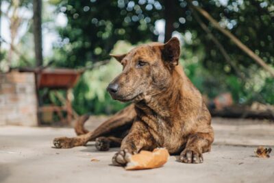 dog lying on ground with piece of bread