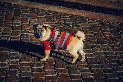 Photo of Pug Wearing Dog Coat