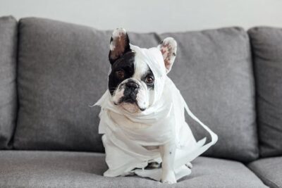 French Bulldog Embalmed with Toilet Paper