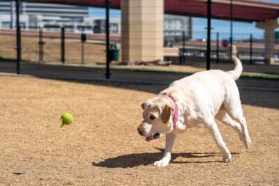 A Dog Playing the Ball 