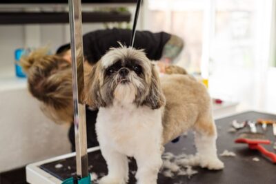 Dog Getting Professional Haircut
