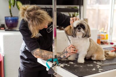 Groomer Cutting Dogs Hair