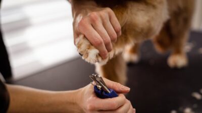 Dog Groomer Trimming Dogs Nails