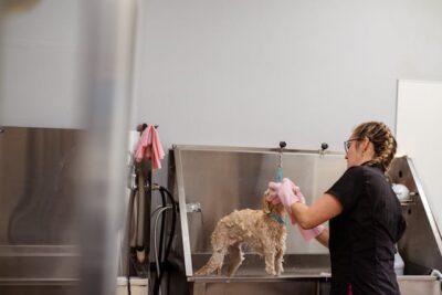 A woman washing a dog in a pet grooming salon