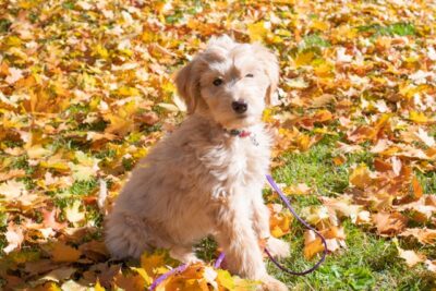 Goldendoodle pup sitting down near autumn leaves