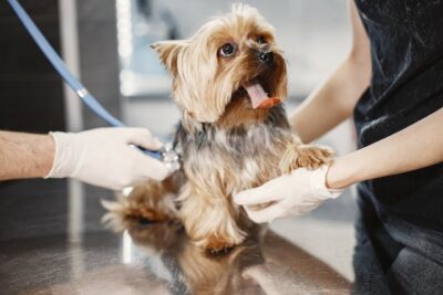 Yorkie Having A Medical Check Up