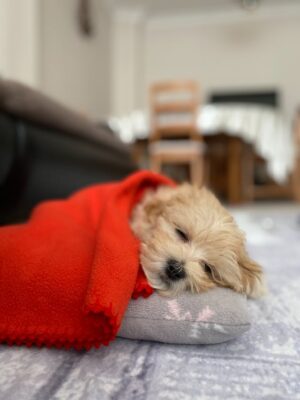 Zuchon pup Lying on a Pillow