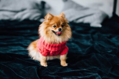 Brown Pomeranian in Red Sweater
