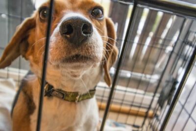 Beagle inside a cage
