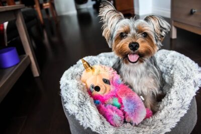 Dog on a bed with toy