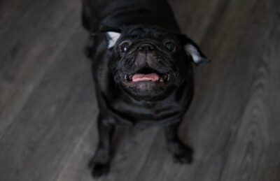 Pug with Its Mouth Open