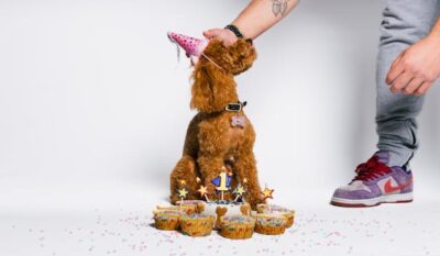 Dog at its Birthday