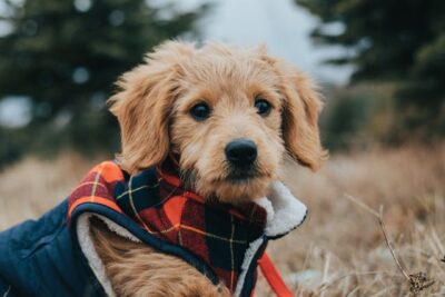 A Close Up of Goldendoodle Dog in Costume Outdoors