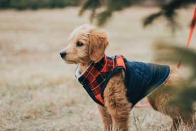 A Side View of Goldendoodle Dog Wearing Costume and Leash