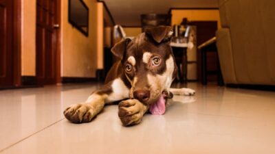 Dog Lying on Floor