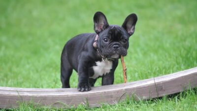 Black and White French Bulldog Puppy Stepping on Brown Wood Board Panel