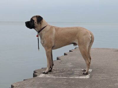 Mastiff Dog on a Concrete Floor Near the Body of Water 