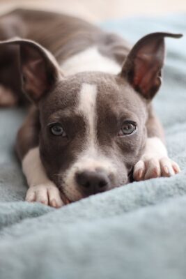 Closeup Photo of a Puppy Lying on a Blanket