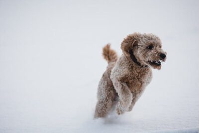 Poodle Running through Snow