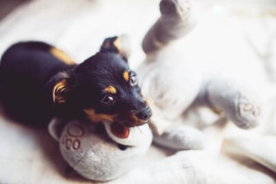 Puppy with teddy bear
