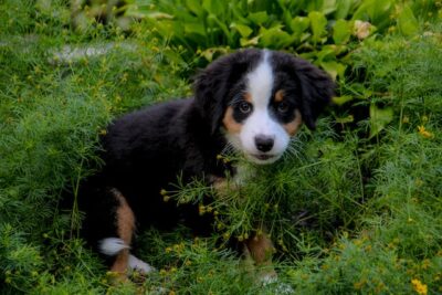 Close-Up Photograph of a Bernese Mountain Dog Puppy