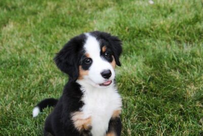 bernese mountain dog puppy on Green Grass